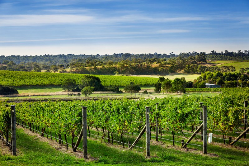 30_VineyardLn_131
