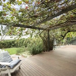 vine trellis over decking