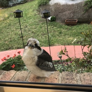 Kookaburra 1