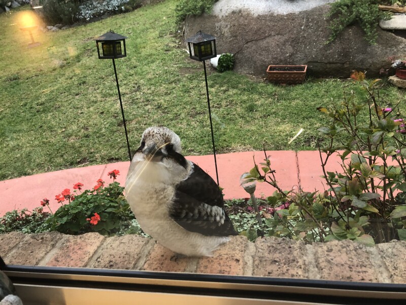 Kookaburra 1